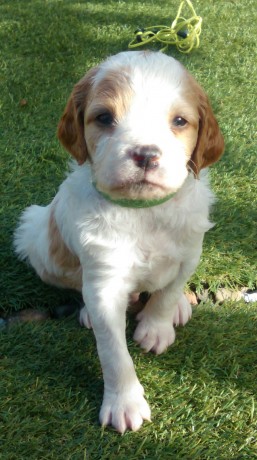 Se reservan cachorros de próxima camada para principios de Febrero. Padres excelentes cazadores y de inmejorables 21