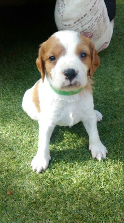 Se reservan cachorros de próxima camada para principios de Febrero. Padres excelentes cazadores y de inmejorables 20