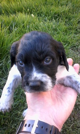 Mi Epagneul bretón ha tenido 6 maravillosos cachorros, nacieron el 27-3-2016, me quedan dos machos disponibles 01