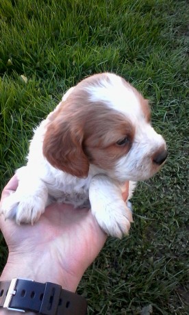 Mi Epagneul bretón ha tenido 6 maravillosos cachorros, nacieron el 27-3-2016, me quedan dos machos disponibles 00