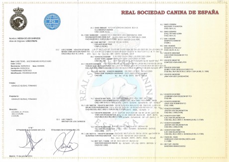  EXCELENTE CAMADA TECKEL PELO DURO 
Presentamos excepcional camada Teckel Pelo Duro. 
Nacidos el: 06/09/2016 00