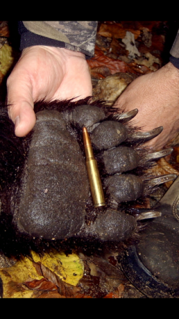 Que calibre utilizariais para un alce de 900 kilos, para un grizly de 600 para un bisonte???

Mínimo un 60