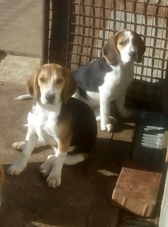 :pists: cambio x rifle, dos beagles puras  con un año iniciadas, muy bonitas los padres tienen pedigrí 02