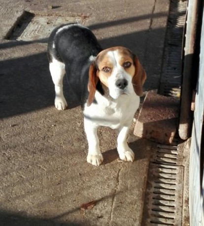 :pists: cambio x rifle, dos beagles puras  con un año iniciadas, muy bonitas los padres tienen pedigrí 01