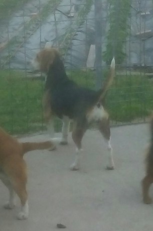 :pists: cambio x rifle, dos beagles puras  con un año iniciadas, muy bonitas los padres tienen pedigrí 00