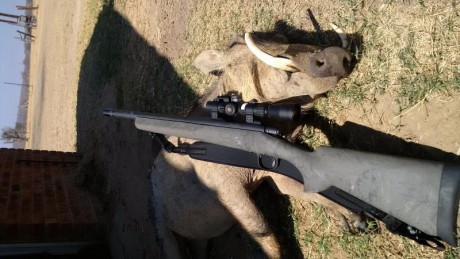 ¿QUE CALIBRE ES MAS POTENTE Y/O MEJOR-SERIA PARA TIRO Y CAZA-Calibre: 300 Blackout o el 300 Whisper?

Gracias.

Un 42