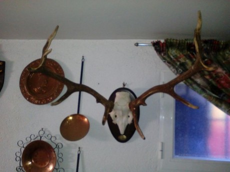 Vendo 4 trofeos de caza, 200 € los 4 01