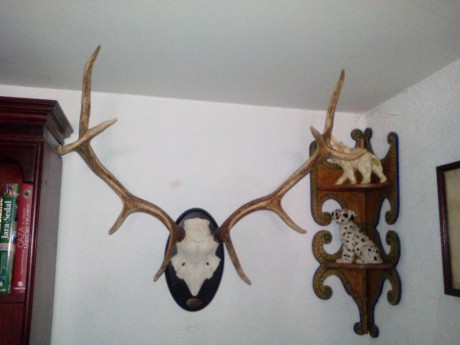 Vendo 4 trofeos de caza, 200 € los 4 00