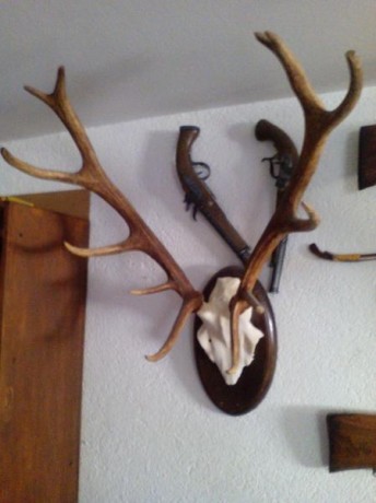 Vendo 4 trofeos de caza, 200 € los 4 10