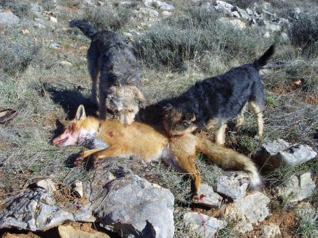 Vaya con los lobos de Canadá, como para cruzarse con una manada de estos estando de caza  :shock:  :shock: 142