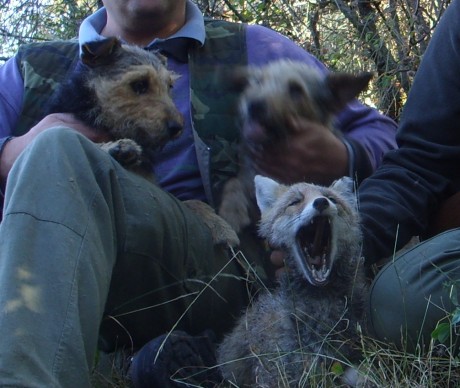 Vaya con los lobos de Canadá, como para cruzarse con una manada de estos estando de caza  :shock:  :shock: 140