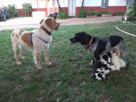 Hola,
Dispongo de una camada de Epagneul Bretón 3 machos y 4 hembras. Con 22 días se aceptan reservas
Blanco-naranja 00