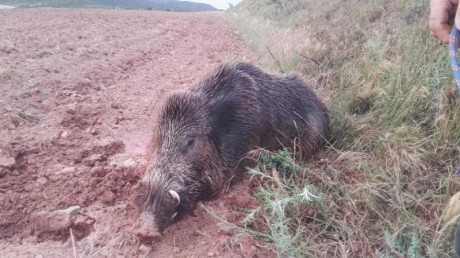 Copio las norma de años anteriores,

LOS ALMUERZOS DE CAZA MENOR NO CUENTAN Y LOS ABATES SIN FOTO TAMPOCO

Voy 141