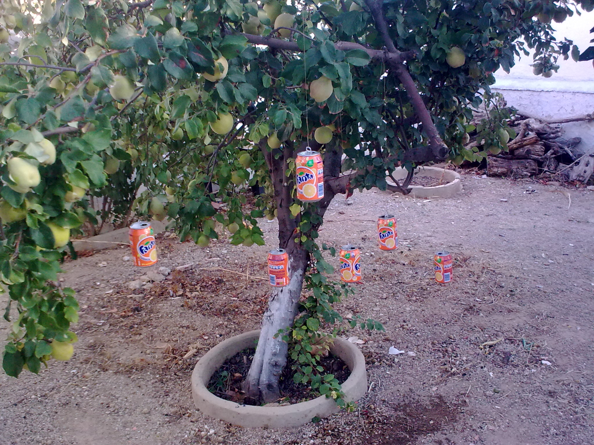hola pongo las fotos de "el árbol de las latas"
y un experiento que hicimos un amigo y yo (se 10
