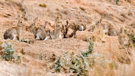 Hola compañeros, de todos es sabido que la nueva moda "animalista" esta en aumento, y cada vez 110