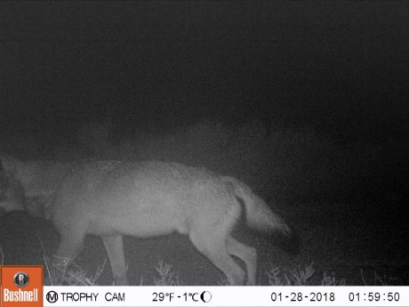 Hola.

El lobo es el animal que más me atrae de todos cuantos pueblan la peninsula.

Llevo tiempo leyendo 112