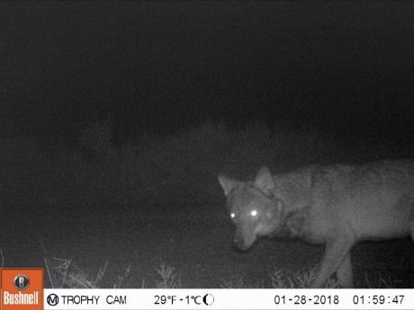 Hola.

El lobo es el animal que más me atrae de todos cuantos pueblan la peninsula.

Llevo tiempo leyendo 111