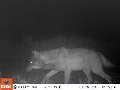 Hola.

El lobo es el animal que más me atrae de todos cuantos pueblan la peninsula.

Llevo tiempo leyendo 110