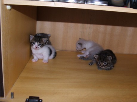 Pues eso, que mi gata ha tenido 4 niños preciosos, y estoy buscandoles hogar, así que si a alguien le 01