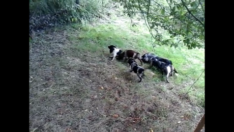 Un buen amigo tiene una camada de Spaniel blancos/negros machos nacidos el 11 de mayo ,desparasitados 01