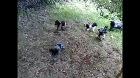 Un buen amigo tiene una camada de Spaniel blancos/negros machos nacidos el 11 de mayo ,desparasitados 00