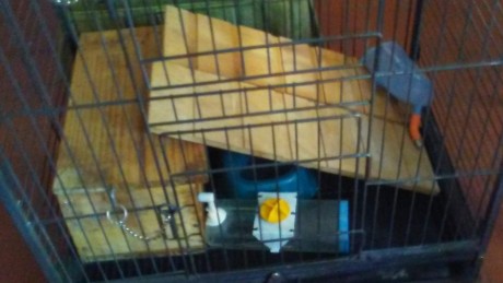Se venden dos jaulas para huron:

Esta 60€ con todos loa accesorios que se ven. 12