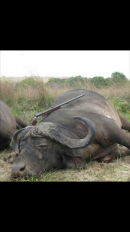 Se vende Rifle Express African Modelo 140 AE 470 N.E.
Tiene un safari.
Motivo de la venta: Falta de uso 02