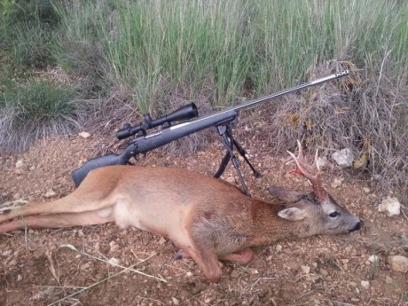 Vendo rifle Weatherby Mark V Accumark 30-378.
Freno de boca Accubrake.
Gatillo cambiado. Timney.
Cañón 60