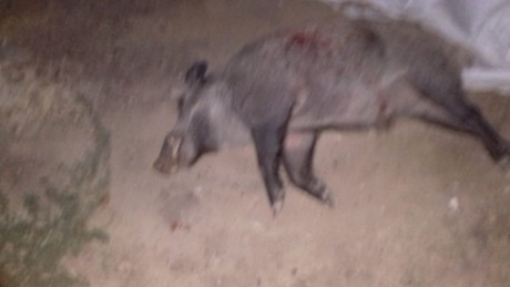 esto es lo que le  hace un 444 con bala honardy a un jabali de 110 kg a 50 metros

 IMG-20180912-WA0013.jpg 02