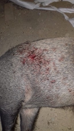 esto es lo que le  hace un 444 con bala honardy a un jabali de 110 kg a 50 metros

 IMG-20180912-WA0013.jpg 01