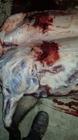 esto es lo que le  hace un 444 con bala honardy a un jabali de 110 kg a 50 metros

 IMG-20180912-WA0013.jpg 00