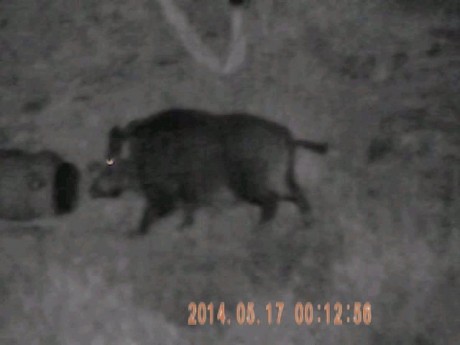 Hola, tengo un monocular nocturno Bresser de 5x50 que utilizo siempre en esperas y me es de gran ayuda. 50