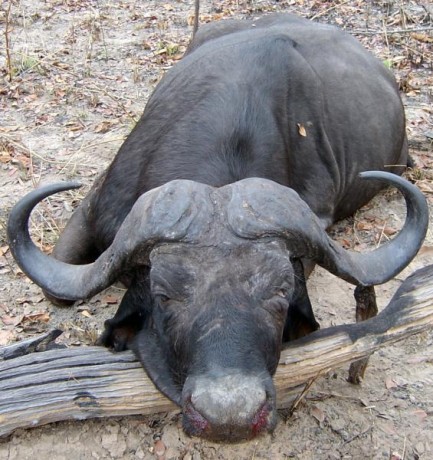 Se vende Rifle Express African Modelo 140 AE 470 N.E.
Tiene un safari.
Motivo de la venta: Falta de uso 60