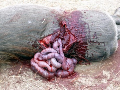 esto es lo que le  hace un 444 con bala honardy a un jabali de 110 kg a 50 metros

 IMG-20180912-WA0013.jpg 50