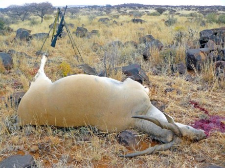 Hola:
Vamos al lio;
En un buen blog de caza lei
Para abatir un animal de piel fina , e nreposo de hasta 170