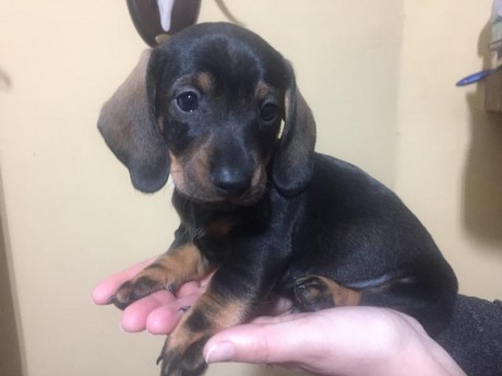 Cachorros de teckel pelo corto. Nacidos el 4 de diciembre. Se entregan vacunados y desparasitados con 02