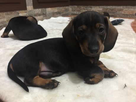 Cachorros de teckel pelo corto. Nacidos el 4 de diciembre. Se entregan vacunados y desparasitados con 00