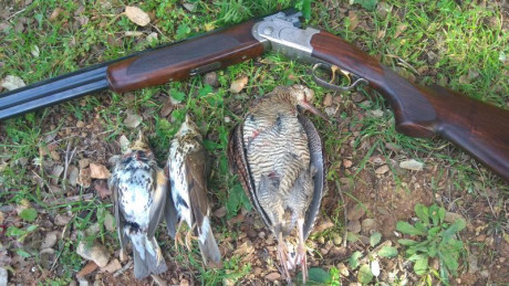 Vendo beretta 687 silver pigeon 3 calibre 20. Cañon 71 y mobilchokes. Maletin original. La escopeta esta 00