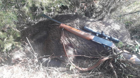 Abro este hilo porque los de corredera, no son rifles muy comunes en las cacerías españolas, pero muy 151