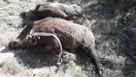 Abro este hilo porque los de corredera, no son rifles muy comunes en las cacerías españolas, pero muy 130