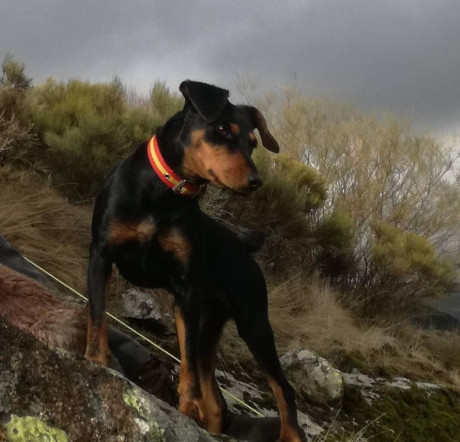 Vendo camada de Jagds Terriers con 2 meses hijos de Jason de los tres escudos.
Se encuentran desparasitados 02