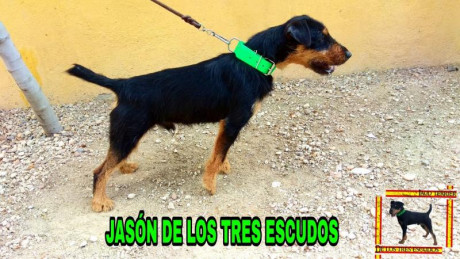 Vendo camada de Jagds Terriers con 2 meses hijos de Jason de los tres escudos.
Se encuentran desparasitados 01