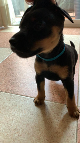 Vendo camada de Jagds Terriers con 2 meses hijos de Jason de los tres escudos.
Se encuentran desparasitados 00