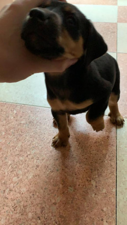 Vendo camada de Jagds Terriers con 2 meses hijos de Jason de los tres escudos.
Se encuentran desparasitados 12