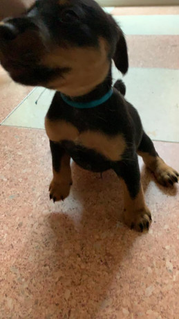 Vendo camada de Jagds Terriers con 2 meses hijos de Jason de los tres escudos.
Se encuentran desparasitados 11