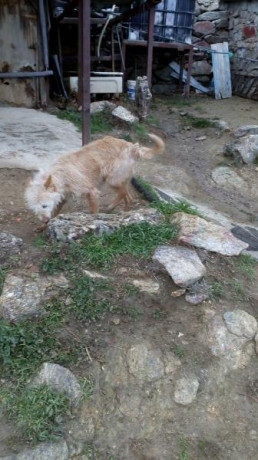 cambio podenca portuguesa cinco años de edad, cartilla en regla con chip y loe, cazando conejo muy bien 01