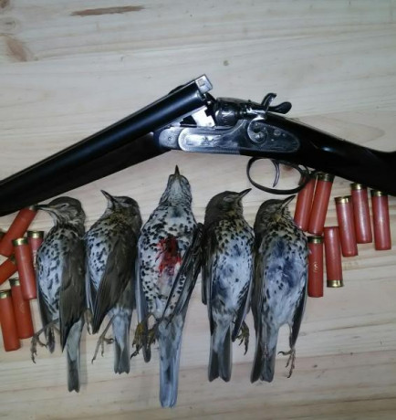 Hola
Me acabo de comprar una escopeta del calibre 24 para probar a los zorzales. 
Voy a tirar con cartuchos 70