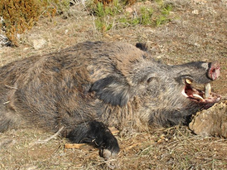 Hola a todos!!

Tengo un browning maral en 3006 y desde hace algún tiempo estoy valorando la opción de 20