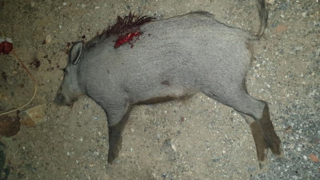   VENDIDO. SE PUEDE CERRAR  

Hola compañeros.

Pongo a la venta mi MARLIN 444. El arma lleva montada 100