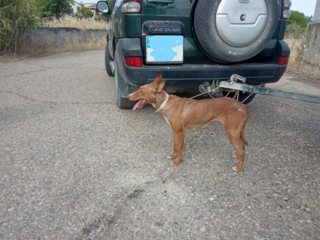 Buenas, un amigo que no puede cazar vende dos podencos, macho y hembra, tres años, cazando y cobrando, 01
